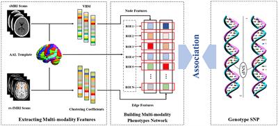 Incorporating multi-stage diagnosis status to mine associations between genetic risk variants and the multi-modality phenotype network in major depressive disorder